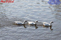MAVILLE-CHAT-RIV-051211-04
