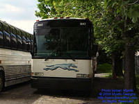 Greyhound Photo Gallery